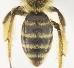 Andrena vulpecula