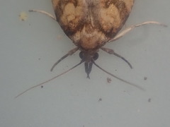 Maoritenes cyclobathra