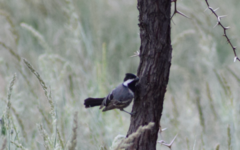 Melaniparus cinerascens