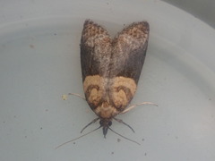 Maoritenes cyclobathra