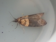 Maoritenes cyclobathra