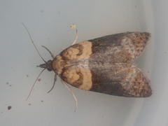 Maoritenes cyclobathra
