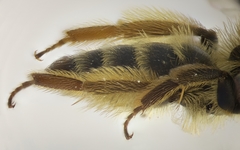 Andrena vulpecula