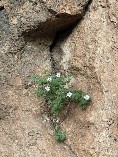 Jamesbrittenia pallida image