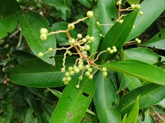 Miconia trinervia