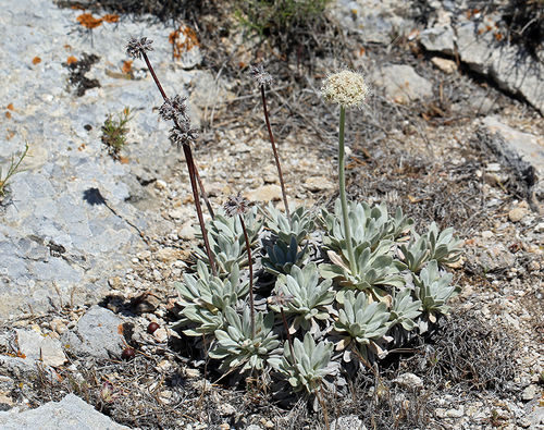 Tehachapi buckwheat (Eriogonum callistum)