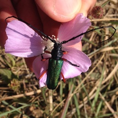 Deltaspis rubriventris