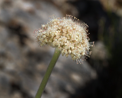 Eriogonum callistum