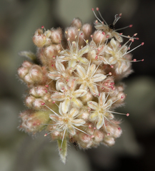 Eriogonum callistum