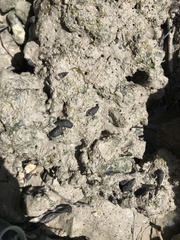 Cerithium lutosum image
