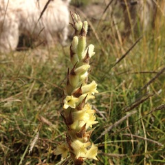 Dichromanthus michuacanus