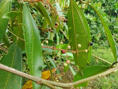 Miconia trinervia