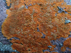 Caloplaca cinnabarina