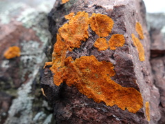 Caloplaca cinnabarina