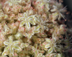 Eriogonum callistum