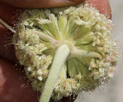 Eriogonum callistum