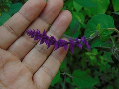 Salvia lasiantha