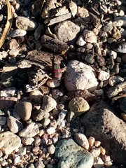 Cicindela sommeri