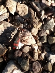 Cicindela sommeri