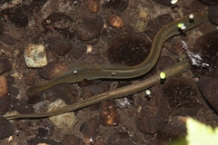 Lampetra richardsoni