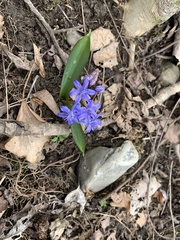 Scilla bifolia