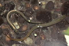 Lampetra richardsoni