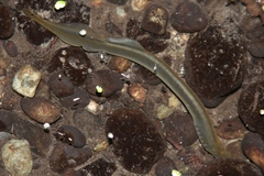 Lampetra richardsoni