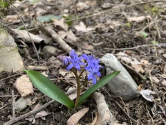 Scilla bifolia