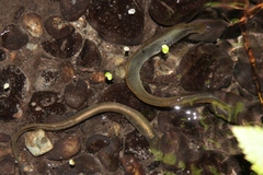 Lampetra richardsoni