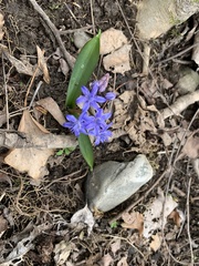 Scilla bifolia