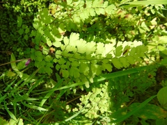 Adiantum concinnum
