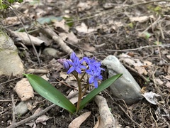 Scilla bifolia