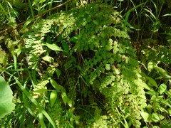 Adiantum concinnum