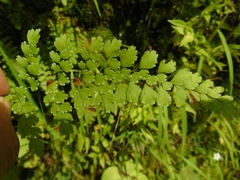 Adiantum concinnum