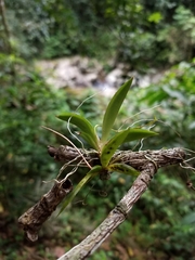 Vandoideae