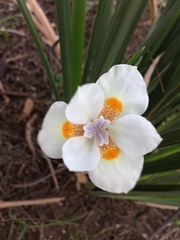 Dietes iridioides