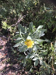 Borrichia frutescens image