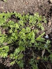 Matricaria discoidea