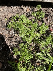 Matricaria discoidea