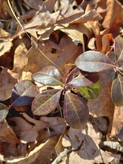 Gaultheria procumbens