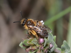 Andrena vulpecula