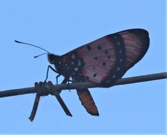 Acraea acara