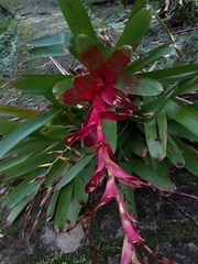 Vriesea philippocoburgi