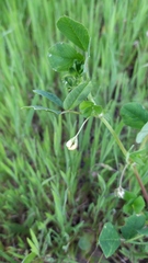 Medicago orbicularis