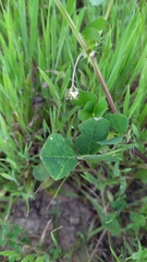 Medicago orbicularis