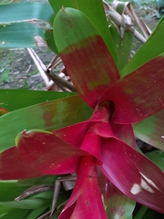 Vriesea philippocoburgi