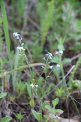 Myosotis lithospermifolia