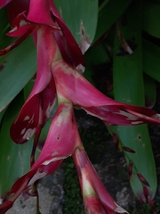 Vriesea philippocoburgi