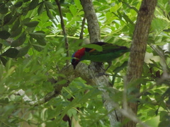 Tangara cyanocephala
