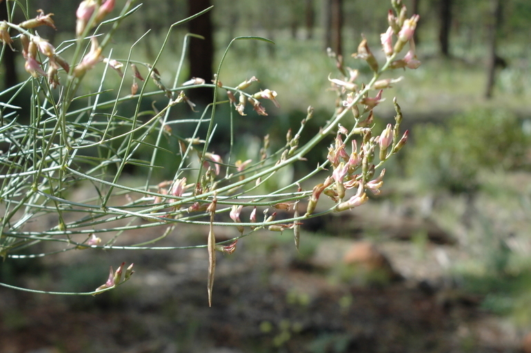 Astragalus inversus